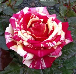 Rosa Brocliande